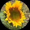 nelle108
